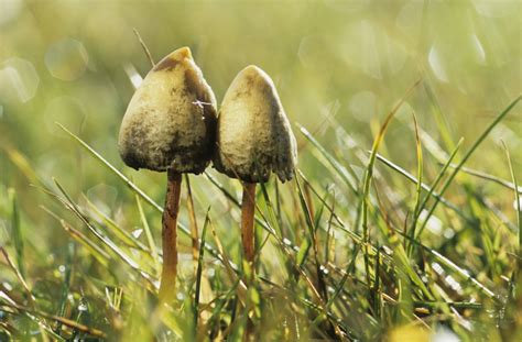 Acquire magical mushrooms in ireland